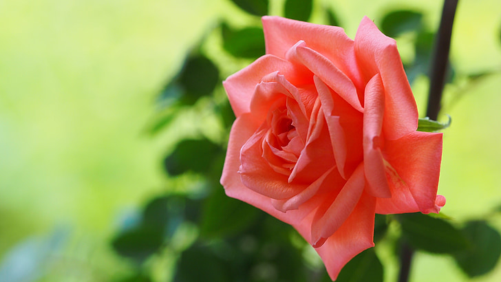 rose, summer, flower, pink