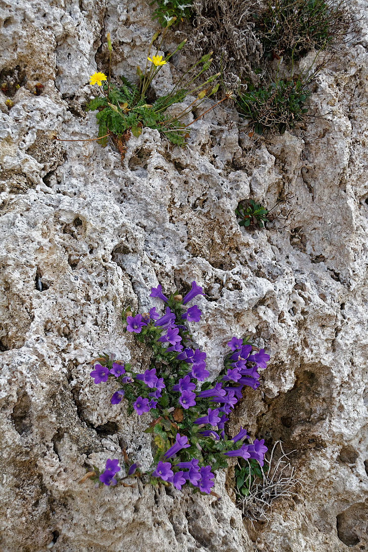 piedra, roca, Grecia, Rodas, flor, flor, floración