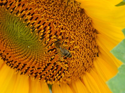 Pszczoła, Słonecznik, makro, Natura, żółty