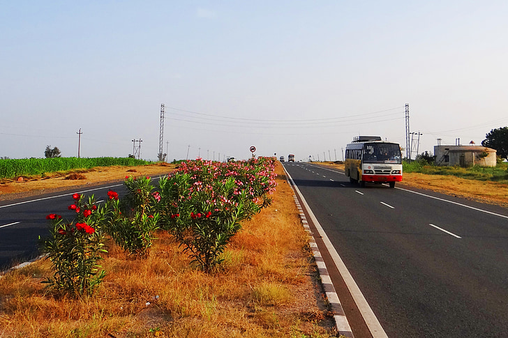 разделитель, шоссе, проезжую часть, Карнатака, Индия, Цветочные, растения