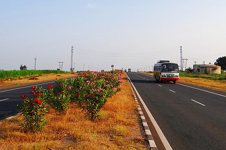 divisore, autostrada, carreggiata, Karnataka, India, floreale, piante