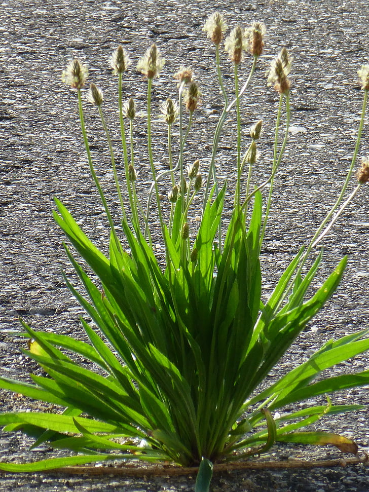 plantain, asphalt, road, plant, weed, flowers, greater plantain