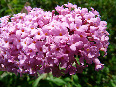 summer lilac, buddleja, flower, plant, colorful, beautiful, summer