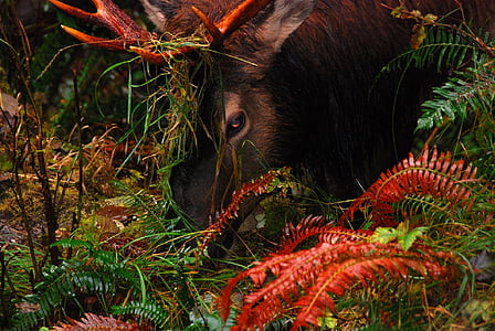 Elk, portret, jeseni, gozd, prosto živeče živali, scensko, divje