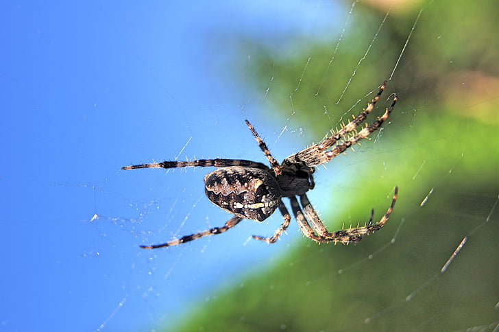 spider, cobweb, arachnid, nature, animal, insect, spider Web