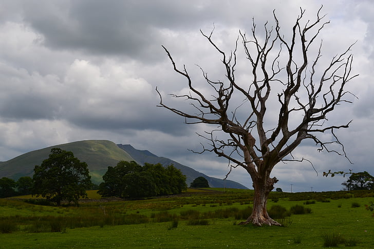 dead tree, stormy sky, mountain, nature, landscape, scenic, natural