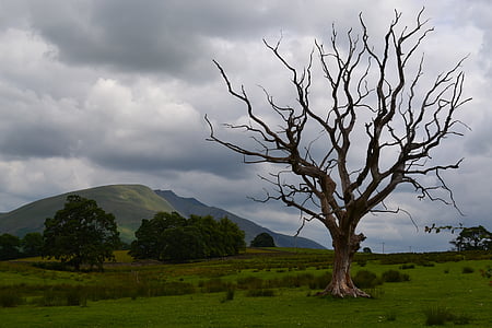 árvore morta, céu tempestuoso, montanha, natureza, paisagem, cênica, natural