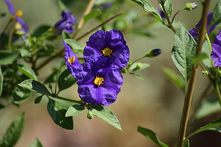 gentian, nature, flower, spring, blue petal, purple, dark