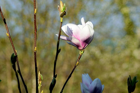 Magnolia, Tutup, Blossom, mekar, musim semi, merah muda, alam
