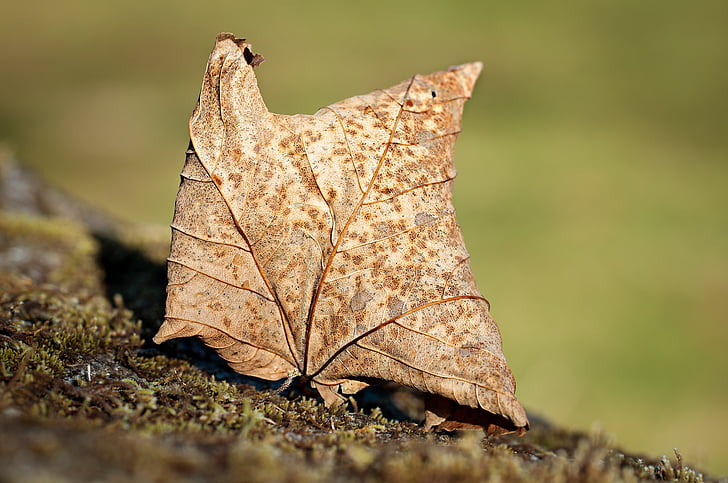 Leaf, listy, jeseň, suché, Brown list, sušené listy, Lístie pádu