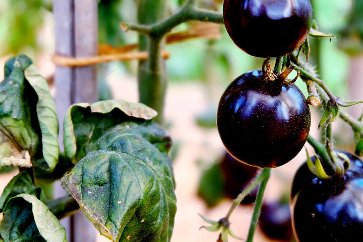 tomatid, köögiviljad, must, taim, Vahemere