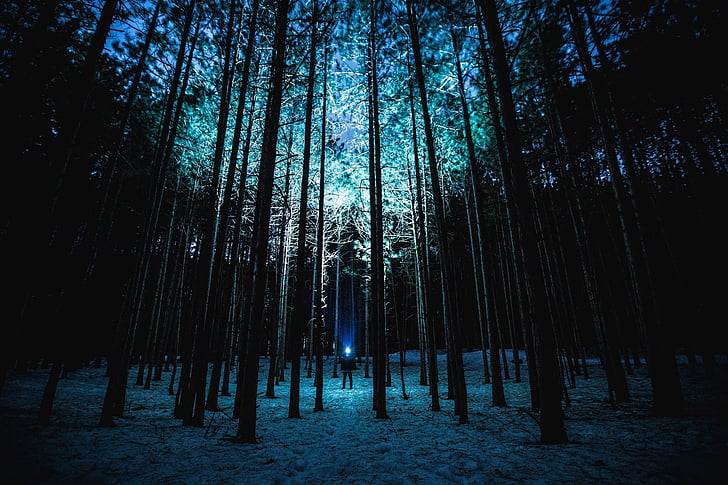 nacht, bos, bomen, maanlicht, winter, zaklamp, boom