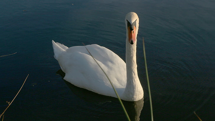 Swan, dammen, hvit, dyr, vann, Majestic, dyr
