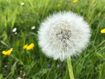 meadow, dandelion, pointed flower, faded, close