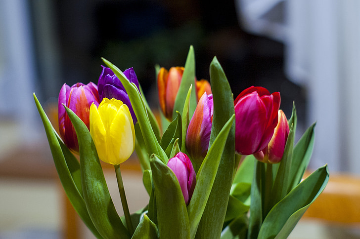 tulips, flowers, floral, nature, bouquet, bunch, vivid