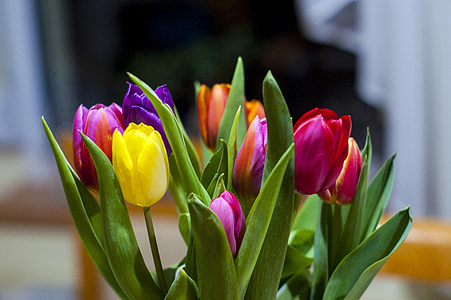 Tulipaner, blomster, blomstermotiver, natur, buket, flok, levende