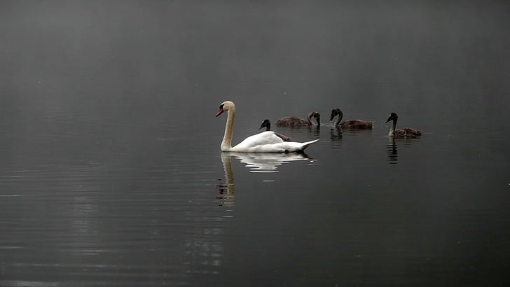 swans, swan family, mood, morning hour, water bird, water, pond