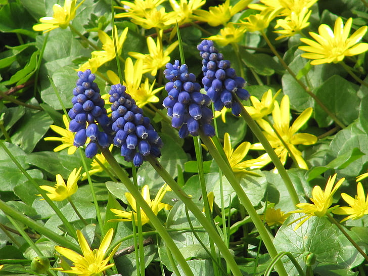 celidonia, amarillo, azul, primavera-celidonia