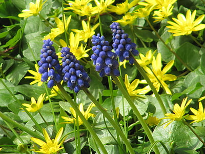 svalört, gul, blå, våren-svalört