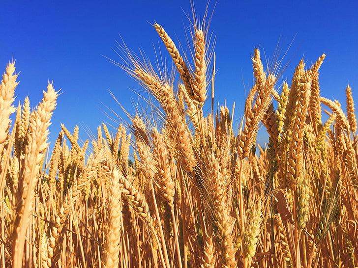 pšenica, tráva, jačmeň, jeseň, úroda, Sky, modrá obloha
