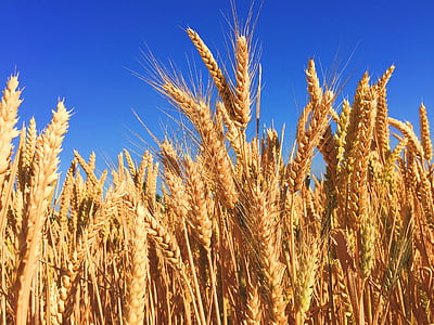 Пшениця, трава, Ячмінь, Осінь, жнива, небо, Синє небо