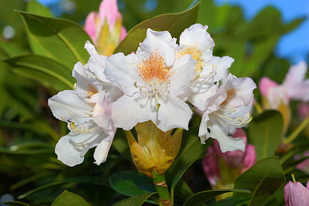 Rhododendron, blanc, nature, printemps, plante, fleurs, fermer
