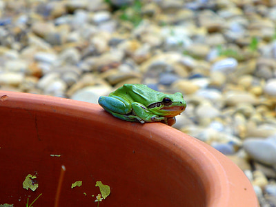 frog, green frog, amphibian, green, animal, nature, wildlife
