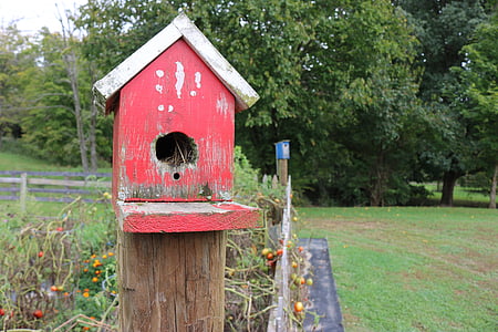 ptica, hiša, rdeča, narave, birdhouse, lesa, polje