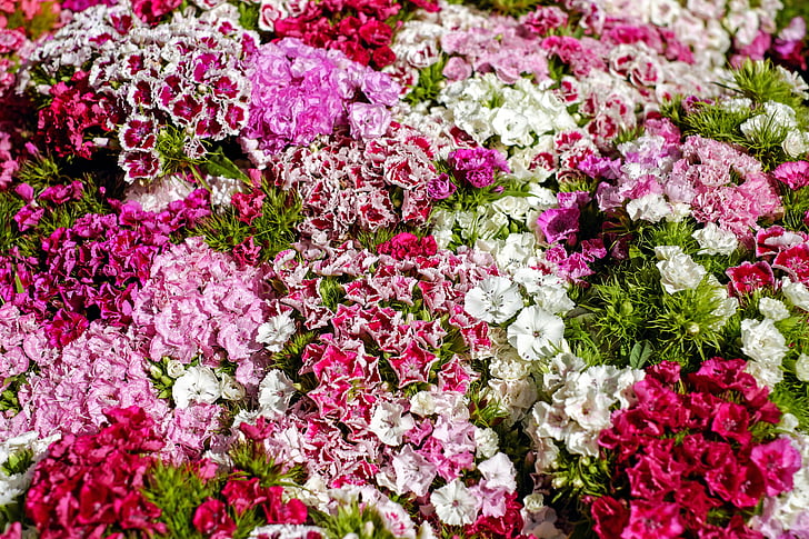 sweet william, carnation, bloom, colorful, color, carnation family, small flower