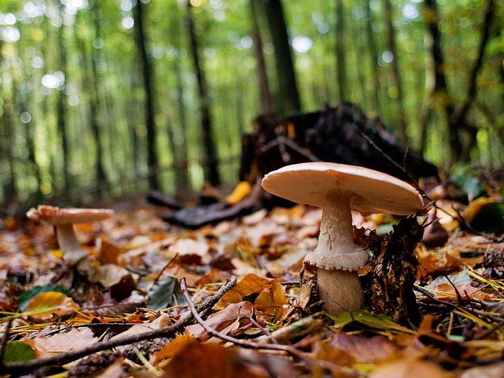 champignons, Forest, Journal, automne, Allemagne, Basse-Saxe, nature