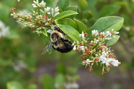 abeja, abejorro, flor, planta, insectos, naturaleza