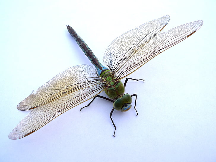 Dragonfly, insekt, Lukk, Flight insekt, Wing, tryllestaven dragonfly, dyr