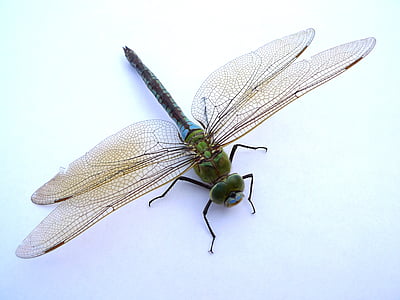 Dragonfly, hyönteinen, Sulje, lento hyönteinen, siipi, sauva dragonfly, eläinten