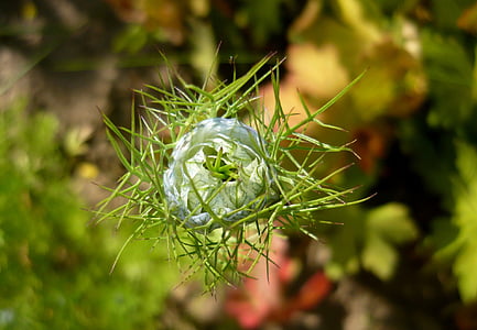 czarnuszka damascus, czarnuszka, bloem, een bloementuin, natuur, plantaardige, plant