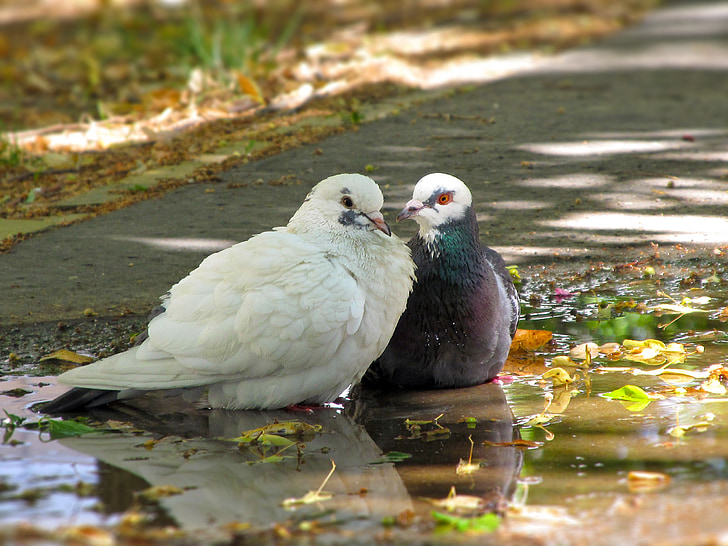 pigeons et tourterelles, oiseaux, par paires