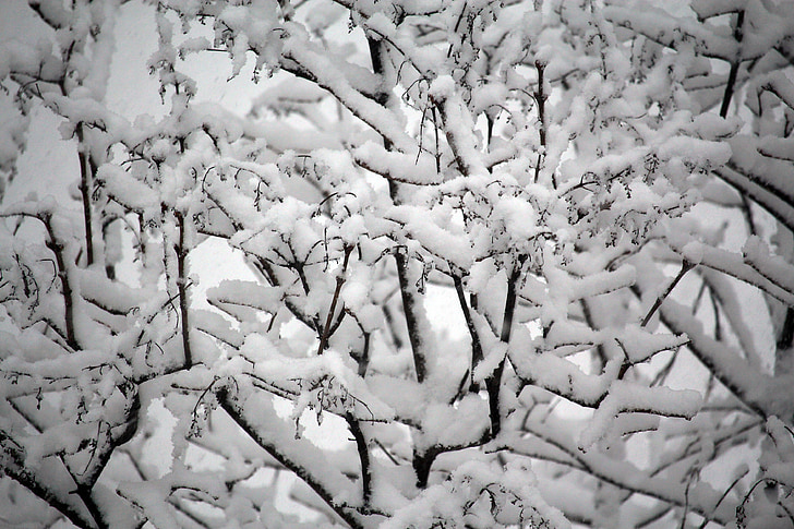 Χειμώνας, χιόνι, κρύο, σεζόν, φύση, λευκό, πάγου