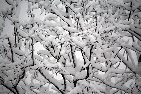 pozimi, sneg, hladno, sezona, narave, bela, LED
