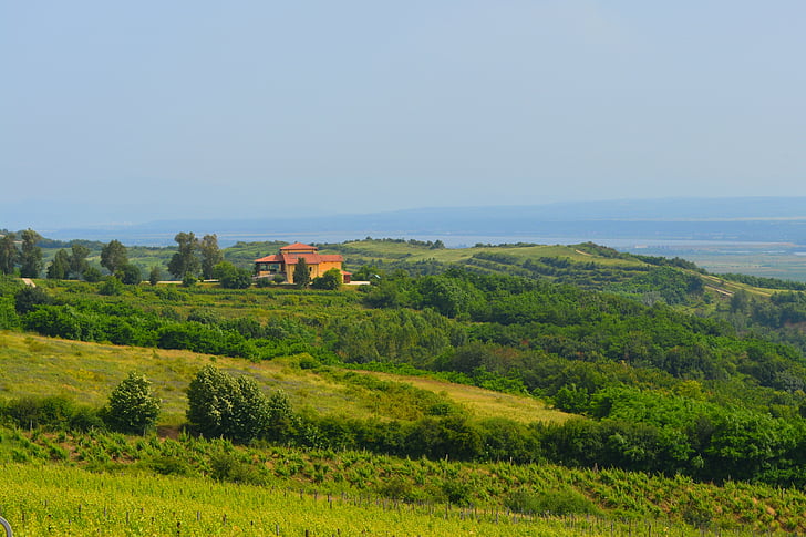 Podgoria, peisaj, acasă, vin, struguri, viticola, deal