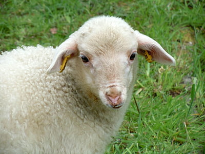 lamb, animal child, nature