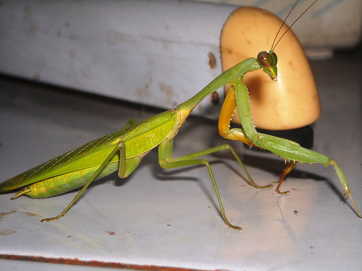 Mantis, lăcustă, verde, insecte, Praying mantis, insectă, animale