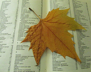 daun musim gugur, pengeringan, mati, buku, musim gugur, Simpan, musim
