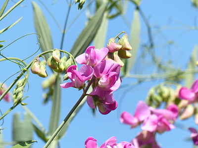 Lathyrus tuberosus, zieds, Bloom, puķe, Violeta, Violeta, Bumbuļveida lathyrus