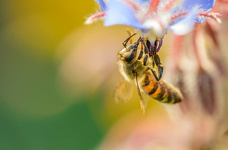 пчела, насекоми, залез, лято, мед, нектар, природата