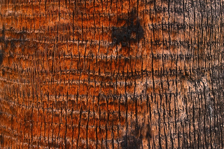 Palma, kůra, textura, dřevo, strom