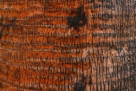 árbol de Palma, corteza, textura, madera, árbol