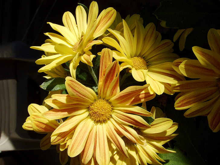 kukat, keltainen, koiranputkea, kukka, Blossom, kirkas, Flora