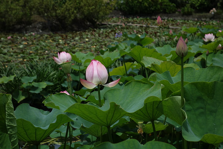 wiosna, Lotus, Park
