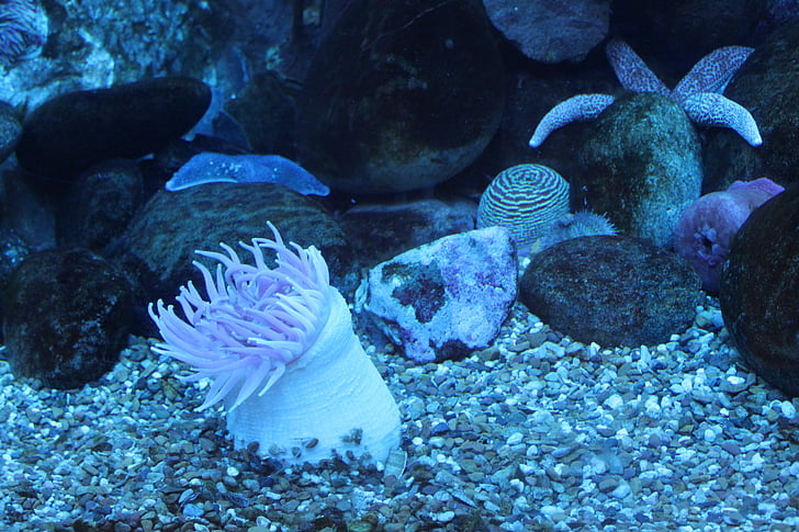 Anemone, море, морски животни, аквариум, подводни, риф, Корал
