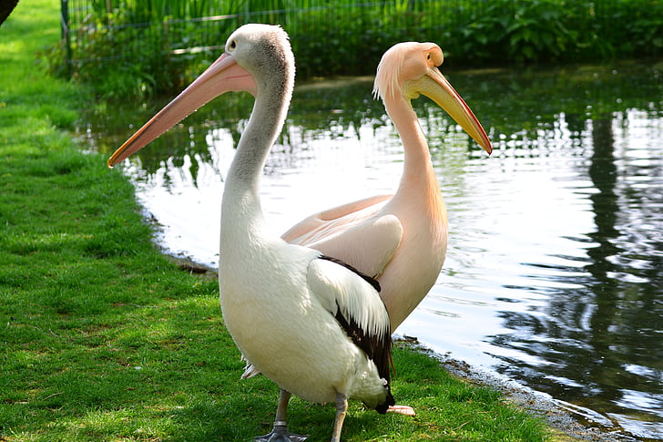 růžová, pelikáni, Příroda, Flamingo, zvíře, Zoo, zvířata