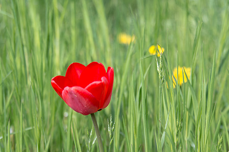 Tulip, Blossom, blomst, våren, blomst, rød, anlegget